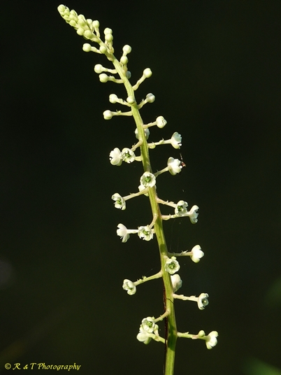 {Phytolacca americana}